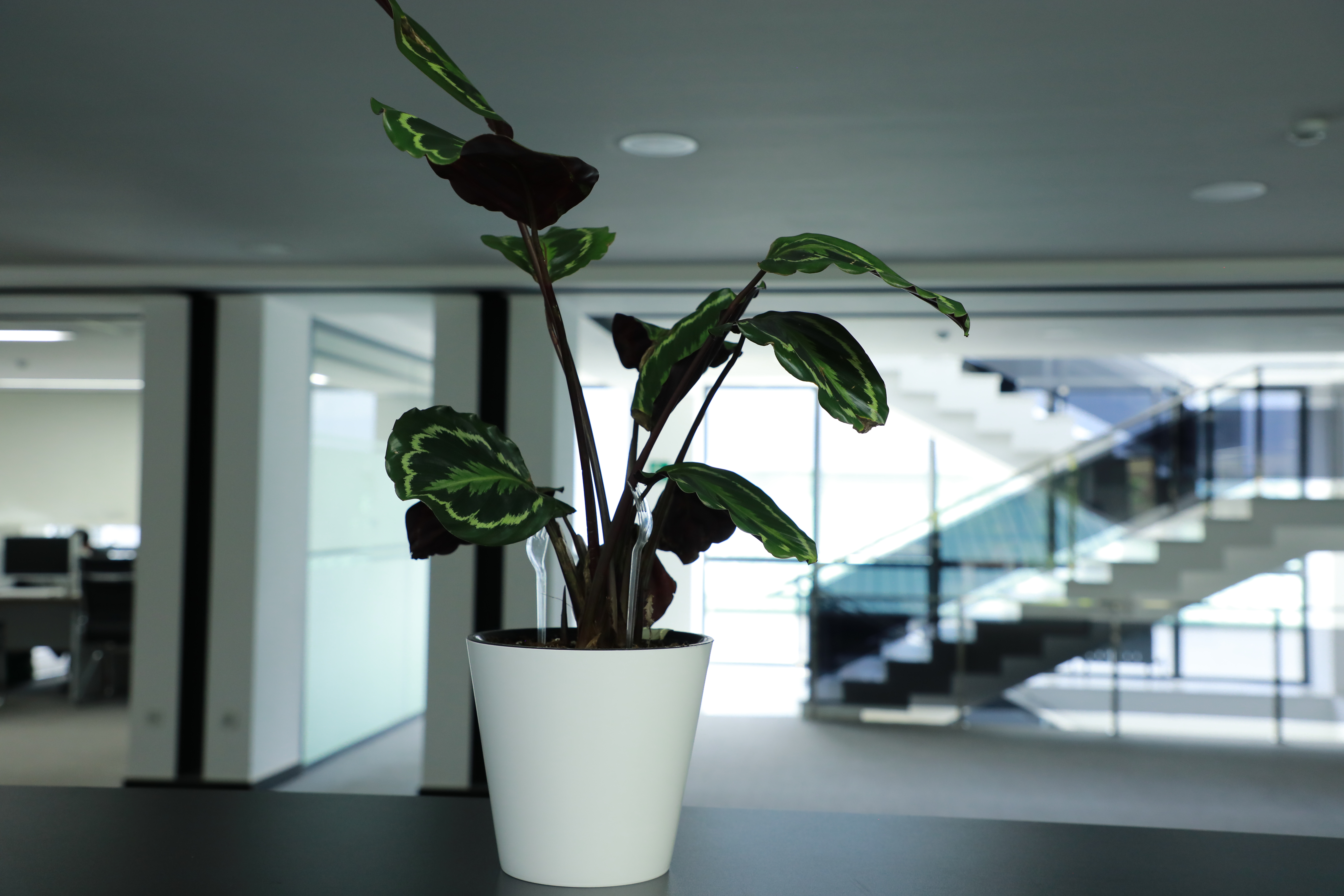 Plante d'intérieur mise en scène dans une pièce lumineuse