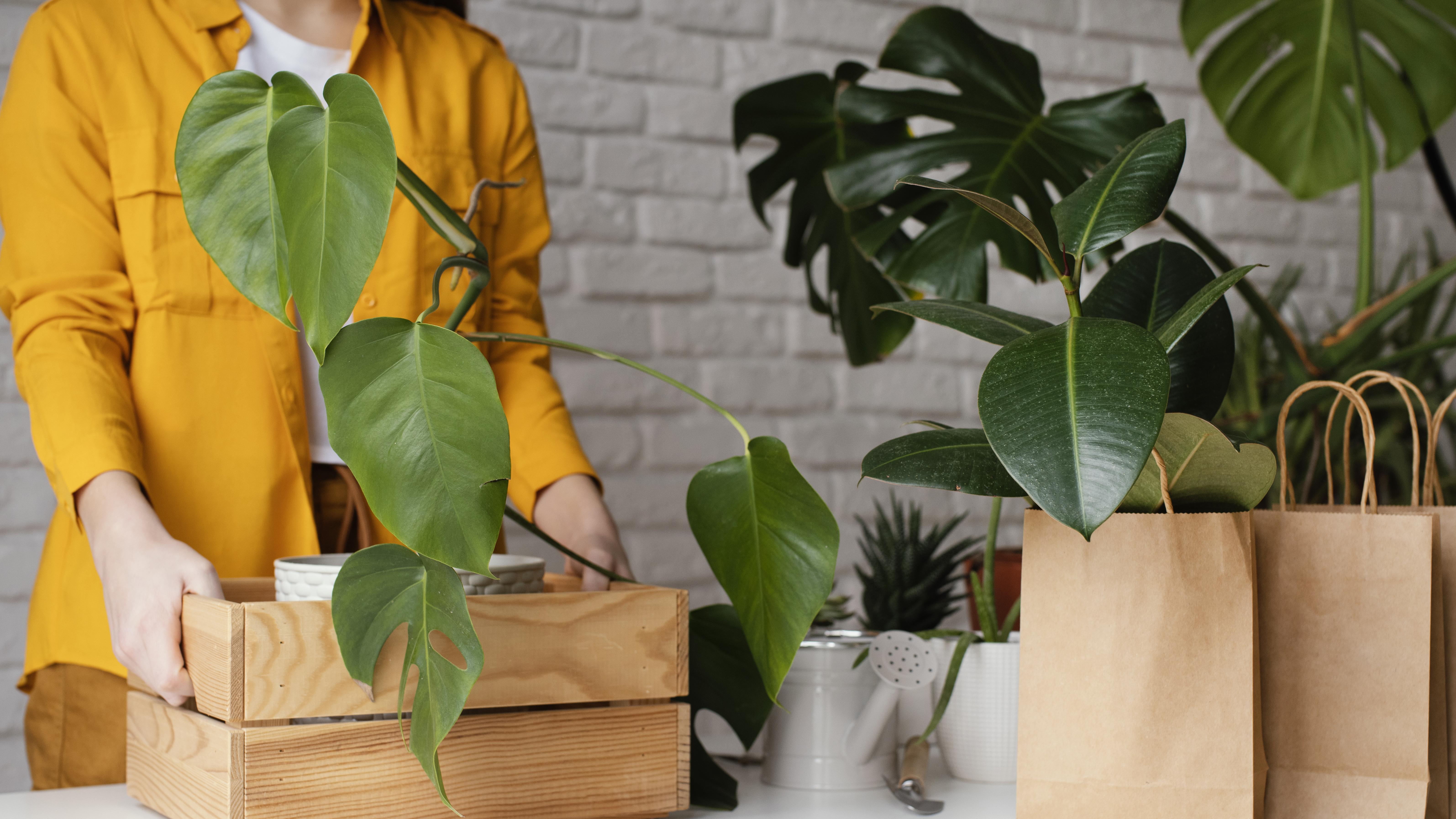 Livraison de plantes à domicile
